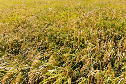Preview: Paddy Rice meadow