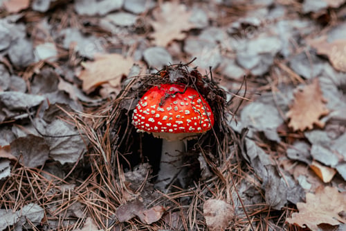 Preview: Fly agaric mushroom in the wood