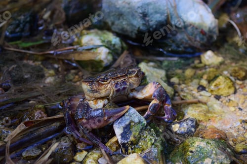 Preview: Endangered Maltese freshwater crab, Potamon fluviatile, in water stream.