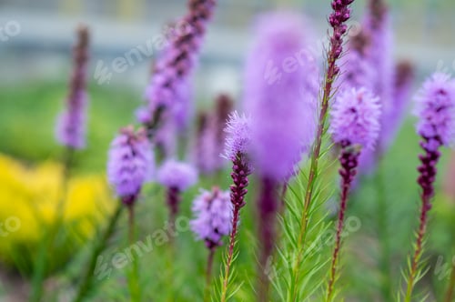 Preview: Close-up of Liatris spicata flower in summer garden, ornamental purple bloom