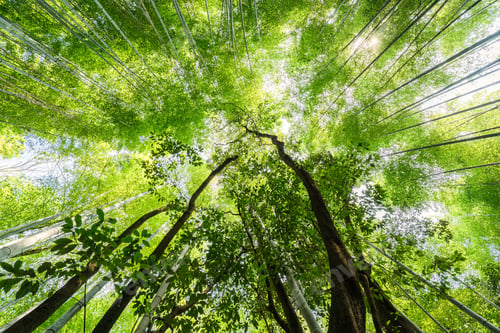 Preview: Arashiyama lush green bamboo grove forest in Kyoto, Japan
