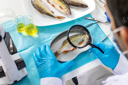 Preview: Research fish in the lab. Selective focus.