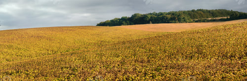 Preview: soybean field ripening hills, yellowed golden leaves and dramatic clouds on the sky