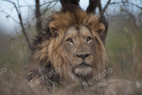 Preview: Closeup shot of a beautiful male lion with a blurred background