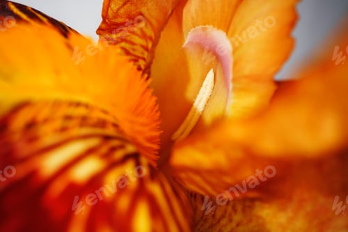 Preview: Close up of a red iris flower macro shot