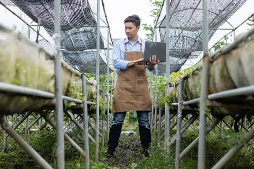 Preview: Farmer Using Laptop in Greenhouse for Crop Monitoring