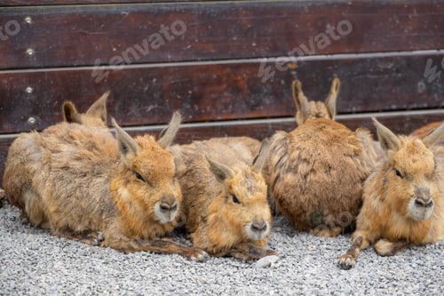 Preview: Patagonian cavy in the zoo park