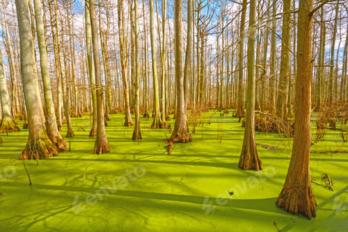Preview: Cypress Trees in Spring Light