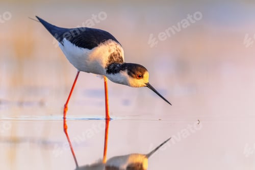 Preview: Black Winged Stilt against vivid background