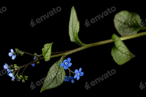 Preview: Blue flower of brunnera, forget-me-not, myosotis, isolated on black background