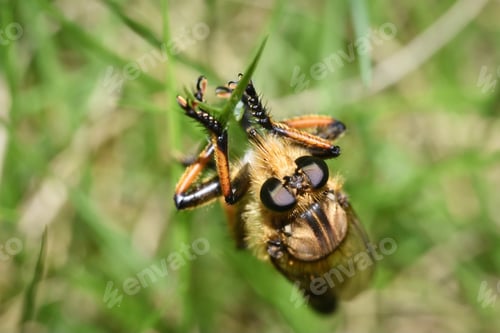 Preview: Close up of horsefly (Promachus yesonicus)