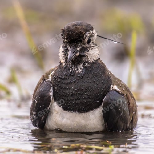 Preview: Northern Lapwing bathing in shallow water