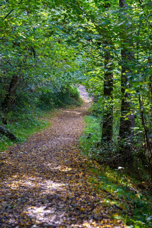 Preview: Path in the park of Lambro valley, Brianza, Italy