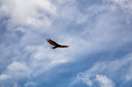 Preview: Big Black Turkey Vulture flying with a cloudy blue sky background