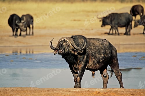 Preview: African buffalo - Hwange National Park