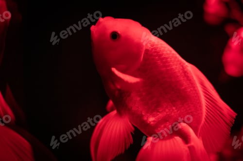 Vorschau: Fische schwimmen