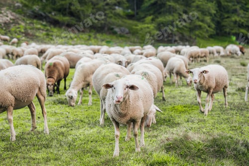 Preview: Herd of sheep grazing in grass field on pasture hill in countryside