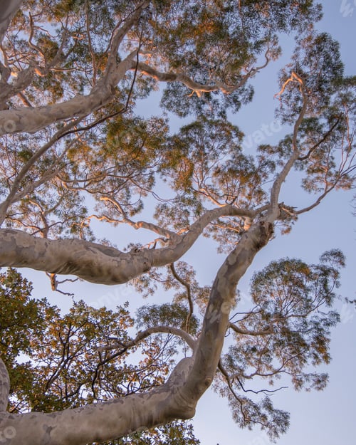 Preview: Sunlight shines on the branches of a tree