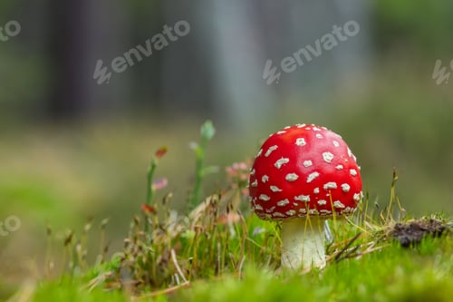 Preview: The Fly Agaric - Amanita muscaria