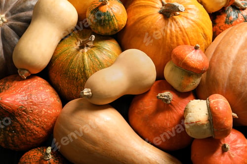 Preview: Many different pumpkins as background, closeup. Autumn holidays