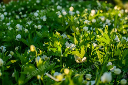 Preview: white flowers on a background of green leaves