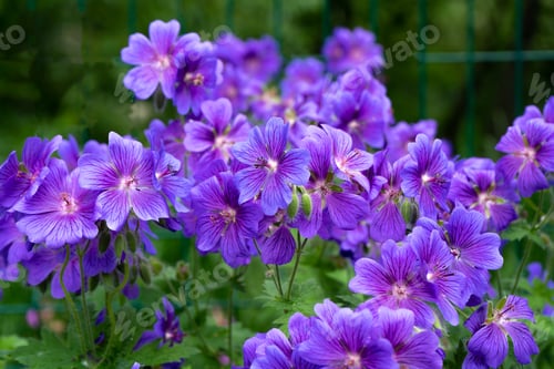 Preview: Gorgeous purple bohemian geranium. Lilac geranium flowers in the flowerbed. Beautiful background