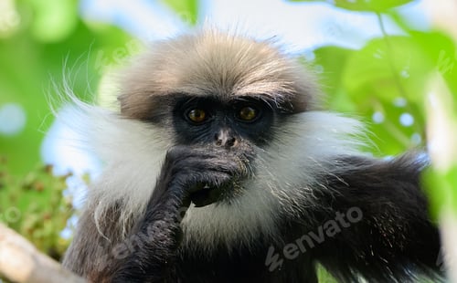Preview: Western purple-faced langur (trachypithecus vetulus nestor) looking at the camera,