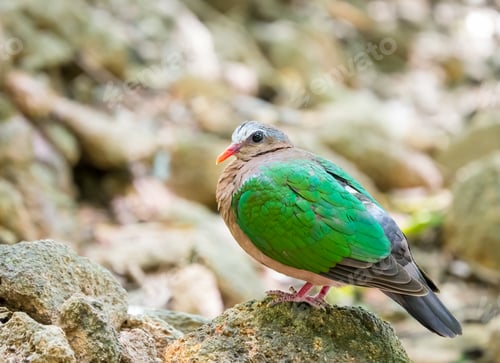 Preview: Common emerald dove