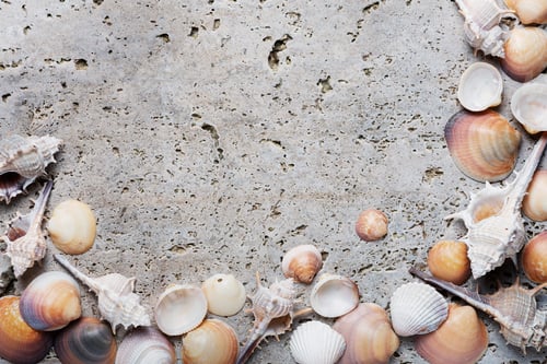 Preview: Seashells on the light marble background
