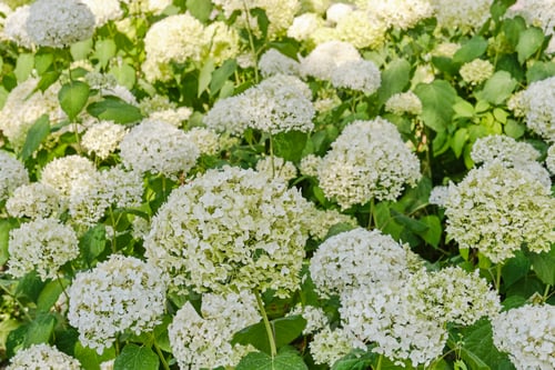 Preview: Blooming White Hydrangea Flowers in Summer Garden