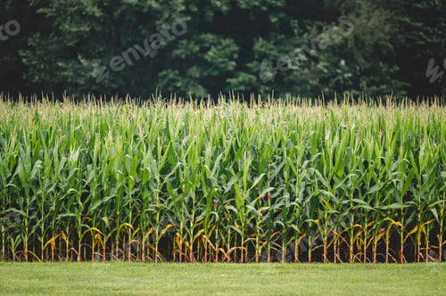 Preview: Scenic shot of a cornfield with fresh plants and a forest in the background