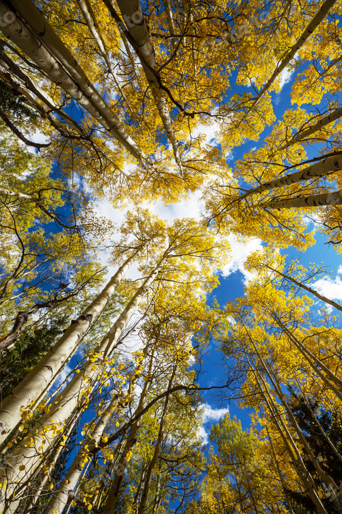 Preview: Autumn forest