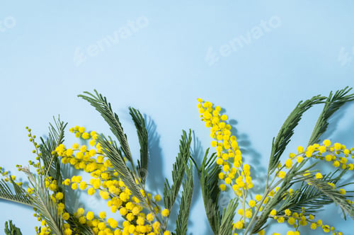 Preview: A branch of yellow mimosa flowers on a blue background. Concept of 8 March, happy women's day.