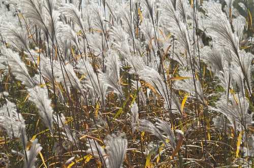 Preview: Amur Silver Grass (Miscanthus Sacchariflorus). Called Japanese Silver Grass Also