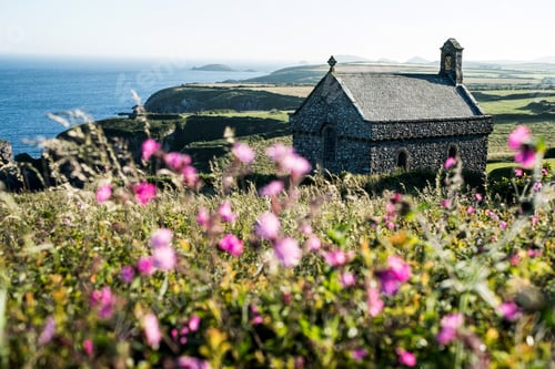Preview: Pink flowers and St Non's Chapel and Holy Well, St. Davids, Pembrokeshire coast, Wales, UK.