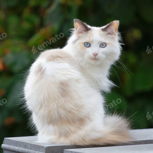 Preview: Selective of a cute cat in a garden