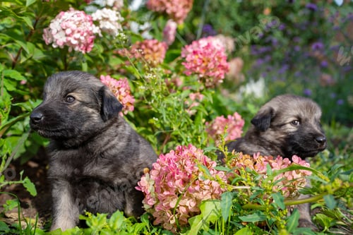 Preview: Two cute little german shepherd puppies on green grass background. Portrait of little dogs in