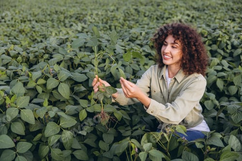 Preview: Agronomist woman examining soybean plant in cultivated field