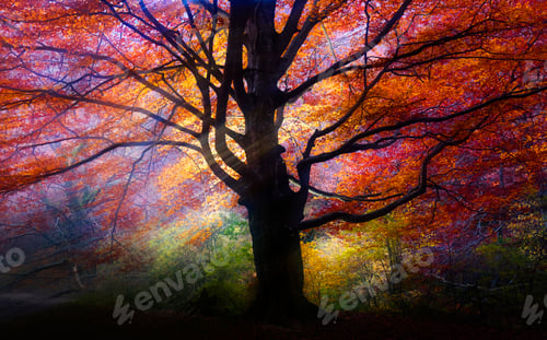 Preview: Majestic big tree with multicolored foliage in light
