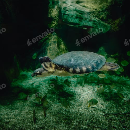 Preview: From below of calm big pig nosed turtle