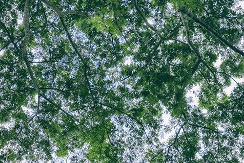 Preview: Trees and green leaves background