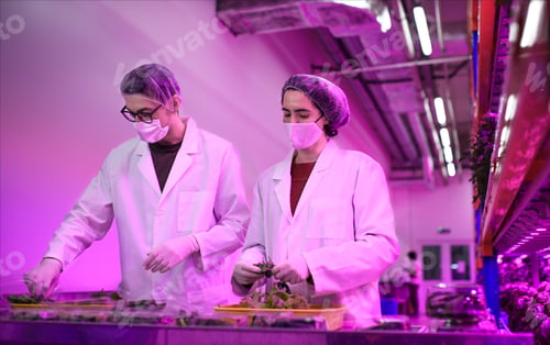 Preview: Workers with face mask on aquaponic farm, sustainable business and coronavirus.