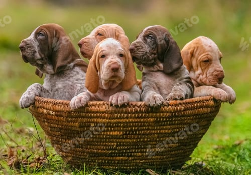 Preview: Closeup of adorable five purebred Italian Bracco puppy dogs in the basket in a meadow