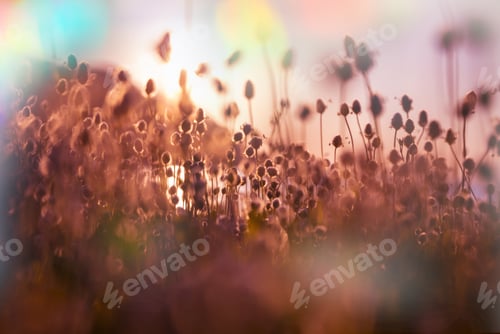 Preview: Sunny meadow