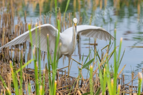 Preview: Great egret, Ardea alba. A bird hunts while walking along the river bank