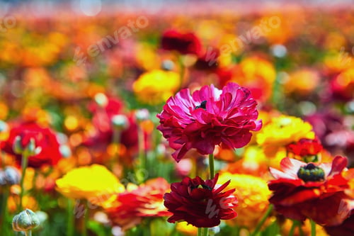 Preview: Blooming wildflowers, colorful buttercups on a kibbutz in southern Israel