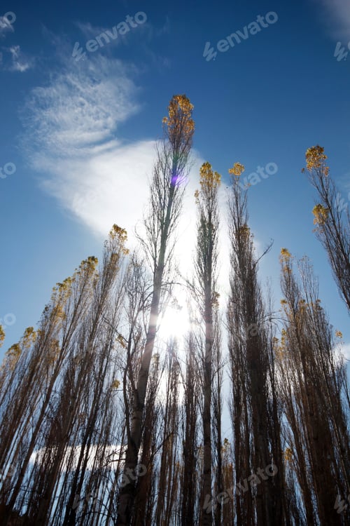 Preview: poplar trees towards the sky