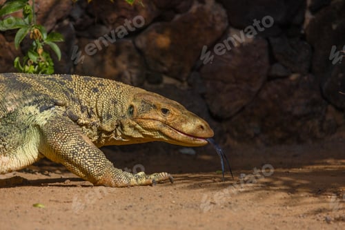 Preview: Closeup of a Komodo dragon lizard captured in Oasis Wildlife Park, Fuerteventura