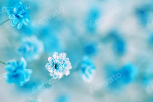 Preview: Blue gypsophila or baby's-breath flowers
