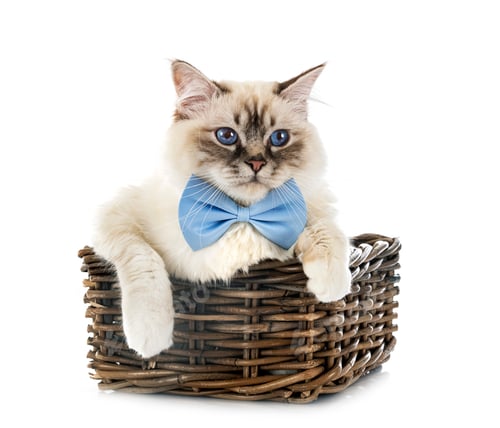 Preview: birman cat in studio